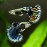 Guppy Mâle Blue Dragon - Poecilia Reticulata