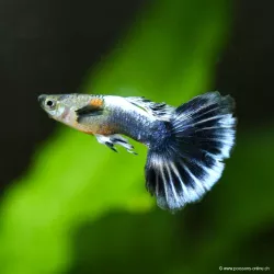 Guppy Mâle Blue Dragon - Poecilia Reticulata