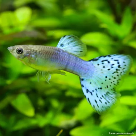 Guppy Mann Blue Grass - Poecilia Reticulata