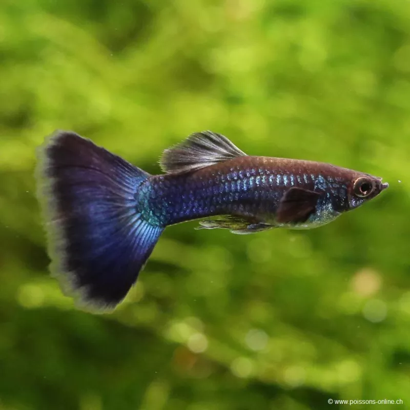 Guppy Mann Blue Moscow - Poecilia Reticulata