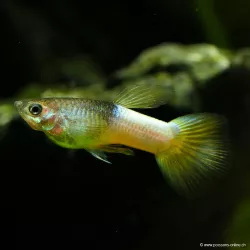 Guppy Mâle Bumblebee - Poecilia Reticulata
