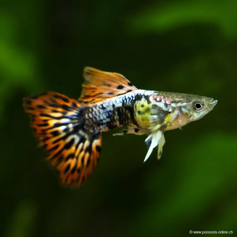 Guppy Mann Cherry Dragon - Poecilia Reticulata