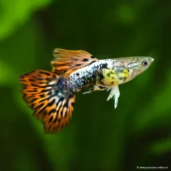 Guppy Mâle Cherry Dragon - Poecilia Reticulata