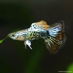 Guppy Mann Cherry Dragon - Poecilia Reticulata