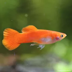 Guppy Mann Chilli Red - Poecilia Reticulata