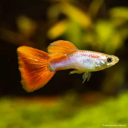 Guppy Mann Copper Tail - Poecilia Reticulata