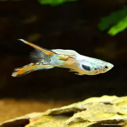 Guppy Mâle Double Sword - Poecilia Reticulata