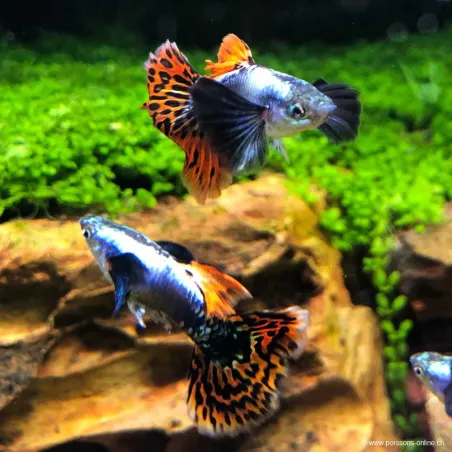 Guppy Masc. Mosaïc Del Corpo Nero Dumbo - Poecilia Reticulata