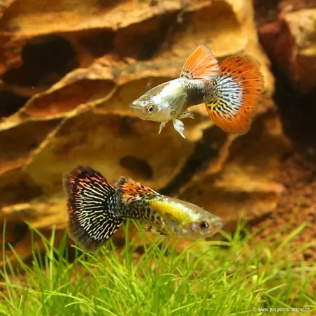 Guppy Mâle Dumbo Dragon - Poecilia Reticulata