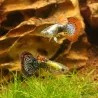 Guppy Mann Dumbo Dragon - Poecilia Reticulata