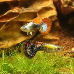 Guppy Mann Dumbo Dragon - Poecilia Reticulata