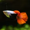Guppy Mann Dumbo Platinium Red - Poecilia Reticulata