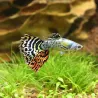 Guppy Mann Dumbo Tiger - Poecilia Reticulata