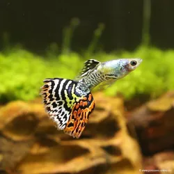 Guppy Mâle Dumbo Tiger - Poecilia Reticulata