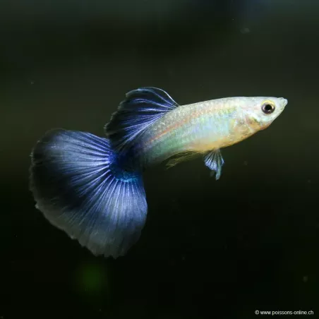 Guppy Mâle Electric Blue - Poecilia Reticulata