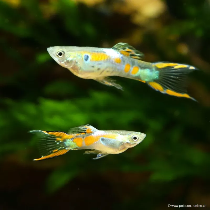 Guppy Mâle Endler - Poecilia Wingei