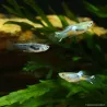 Guppy Mâle Endler Blue - Poecilia Wingei