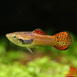 Guppy Masc. Endler Cobra Pink - Poecilia Wingei
