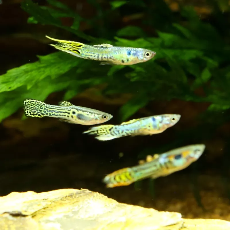 Guppy Endler'S Green Cobra Mann - Poecilia Wingei