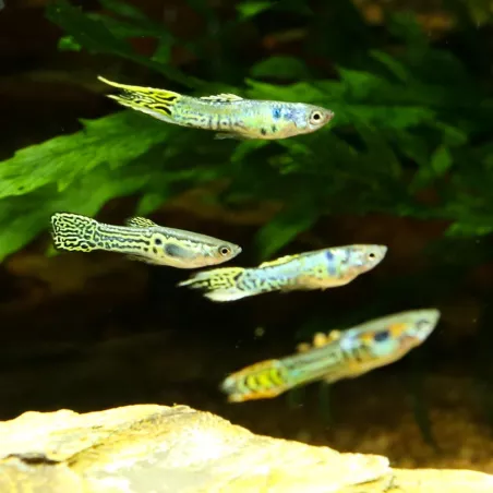 Guppy Endler'S Green Cobra Mann - Poecilia Wingei