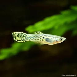 Guppy Endler'S Green Cobra Mann - Poecilia Wingei