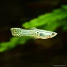 Guppy Endler'S Green Cobra Mann - Poecilia Wingei