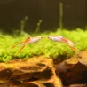 Guppy Masc. Laser Endler - Poecilia Wingei