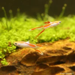 Guppy Mann Endler Laser - Poecilia Wingei