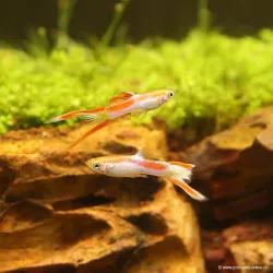 Guppy Mann Endler Laser - Poecilia Wingei