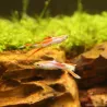 Guppy Masc. Laser Endler - Poecilia Wingei