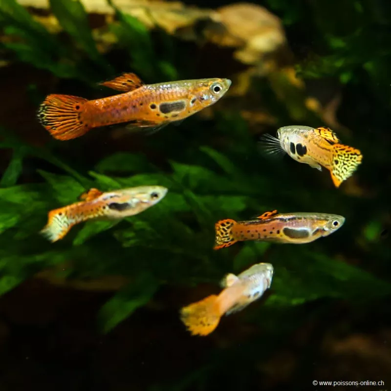 Guppy Masc. Endler Rosa - Poecilia Wingei