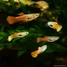 Guppy Masc. Endler Rosa - Poecilia Wingei