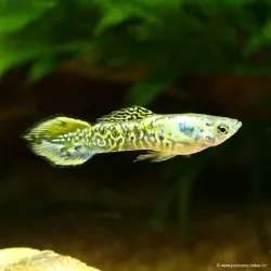 Guppy Masc. Endler Tiger - Poecilia Wingei