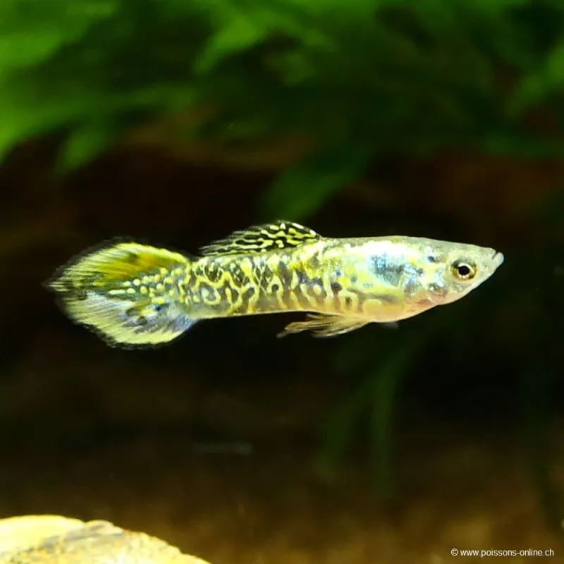 Guppy Masc. Endler Tiger - Poecilia Wingei