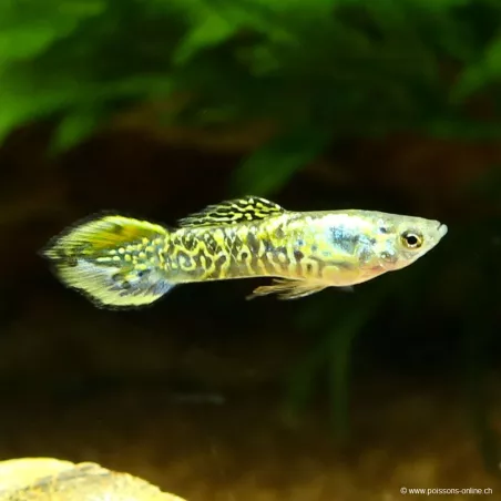 Guppy Mann Endler Tiger - Poecilia Wingei