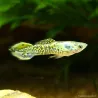 Guppy Mâle Endler Tiger - Poecilia Wingei