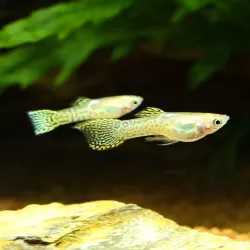 Guppy Mann Endler Yellow Cobra - Poecilia Wingei
