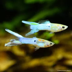 Guppy Mann Golden Blue Lyert - Poecilia Reticulata
