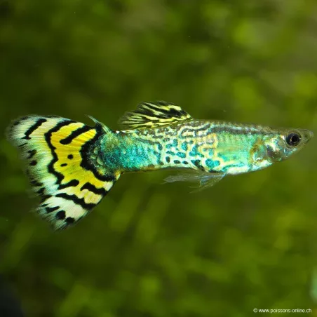 Guppy Mann Green Cobra - Poecilia Reticulata
