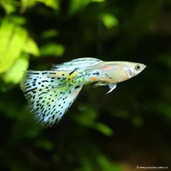 Guppy Mann Green Grass - Poecilia Reticulata