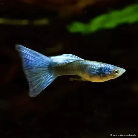 Guppy Mâle Green Moscow - Poecilia Reticulata