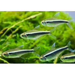 Néon Noir - Hyphessobrycon Herbertaxelrodi