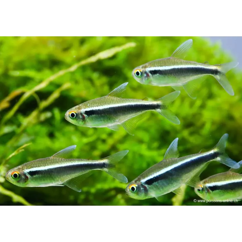 Néon Noir - Hyphessobrycon Herbertaxelrodi