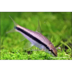 Renard Volant Du Siam - Epalzeorhynchos Oblongus