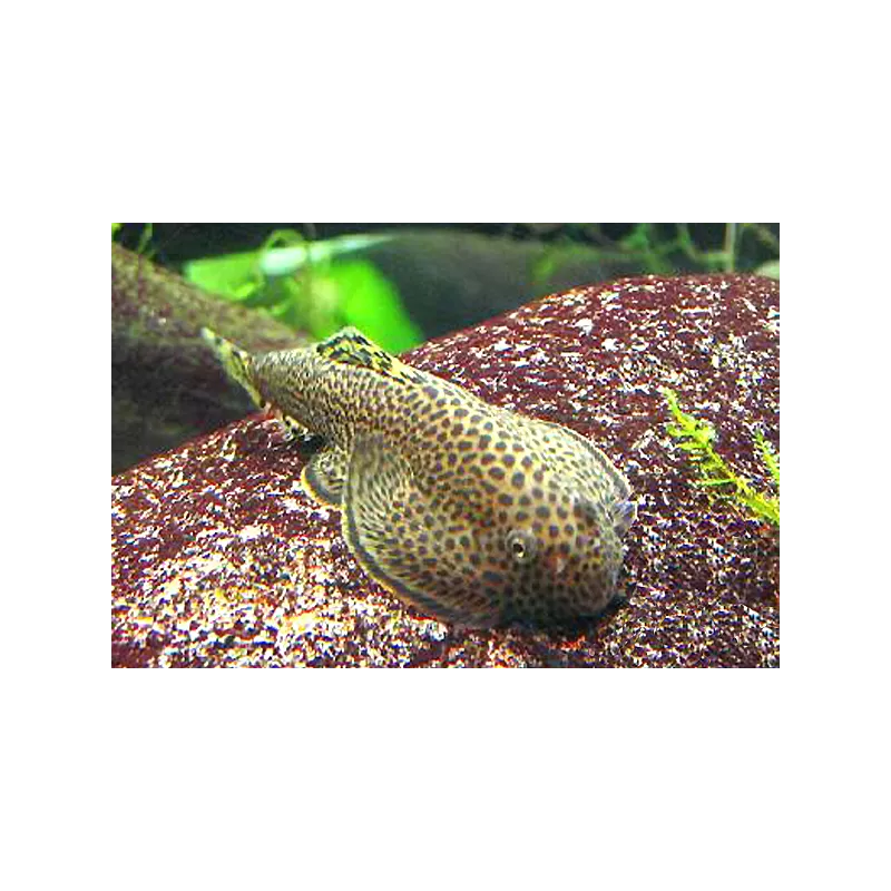 Leveretts Schmetterlings-Flossensauger - Beaufortia Leveretti