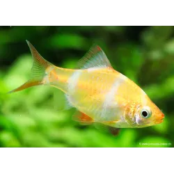 Albino Sumatrabarbe - Puntigrus Tetrazona Gold