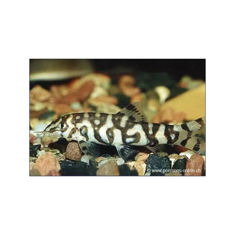 Pakistan Botia - Botia Lohachata