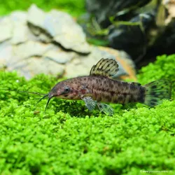 Cascadure - Hoplosternum Thoracatum