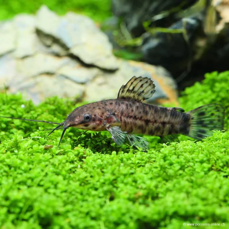 Gemalter Schwielenwels - Hoplosternum Thoracatum