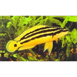 Gelber Schlankcichlide - Julidochromis Ornatus